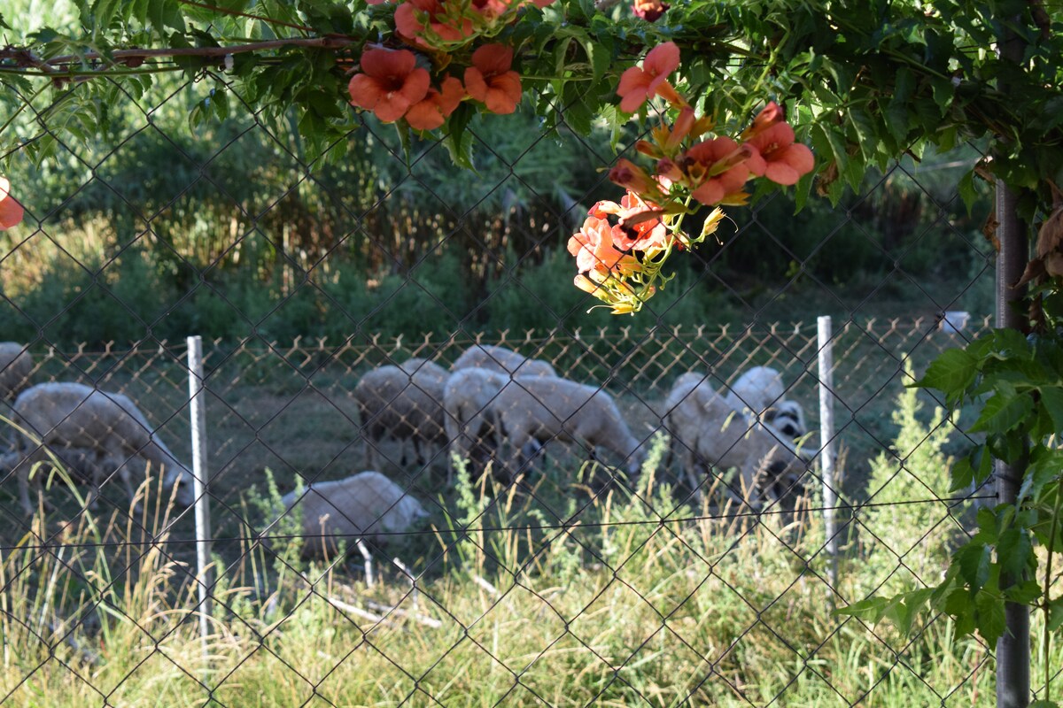 Countryside surrounding Akobara Villa in Corfu